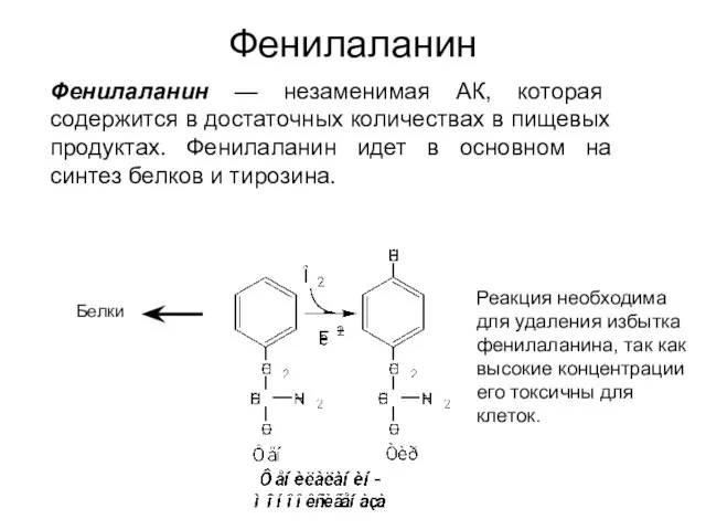 Фенилаланин Фенилаланин — незаменимая АК, которая содержится в достаточных количествах в