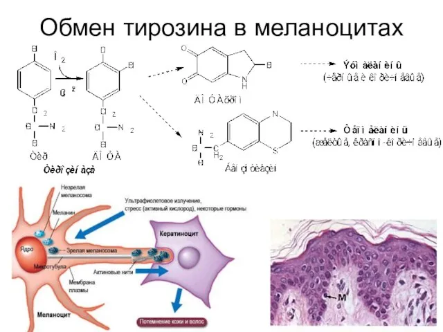 Обмен тирозина в меланоцитах