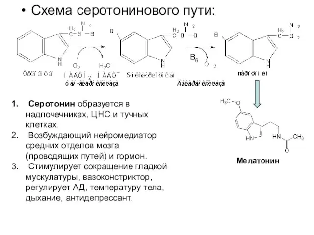Схема серотонинового пути: Мелатонин Серотонин образуется в надпочечниках, ЦНС и тучных