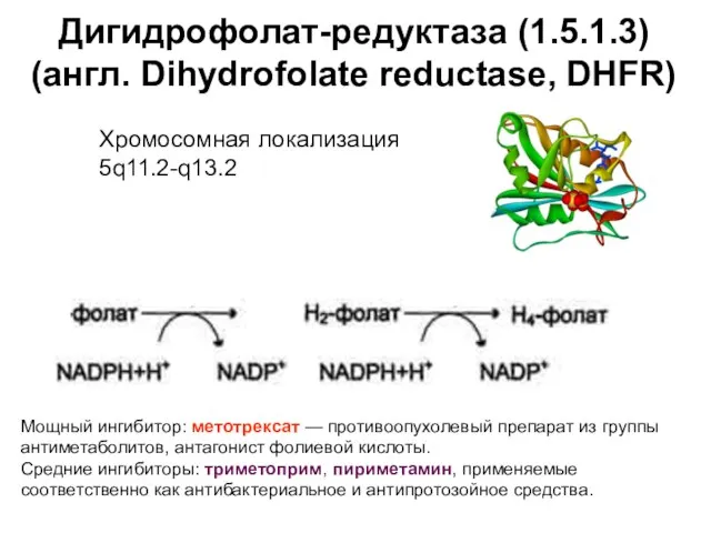 Дигидрофолат-редуктаза (1.5.1.3) (англ. Dihydrofolate reductase, DHFR) Мощный ингибитор: метотрексат — противоопухолевый