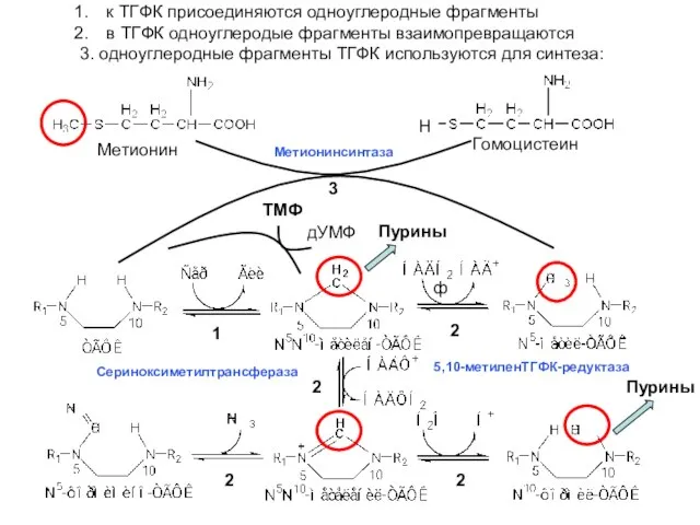 к ТГФК присоединяются одноуглеродные фрагменты в ТГФК одноуглеродые фрагменты взаимопревращаются 3.