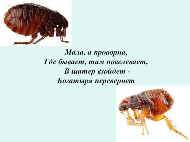 Мала, а проворна, Где бывает, там повелевает, В шатер взойдет - Богатыря перевернет