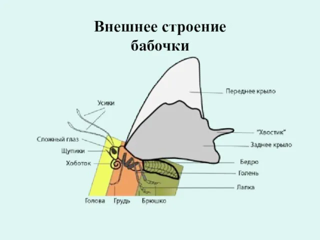 Внешнее строение бабочки