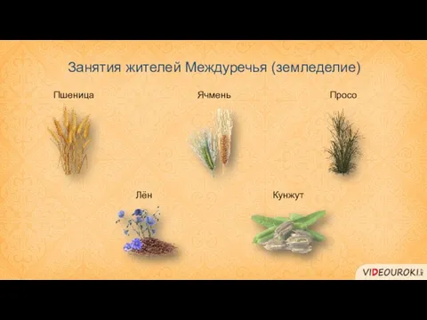Занятия жителей Междуречья (земледелие) Пшеница Ячмень Просо Лён Кунжут