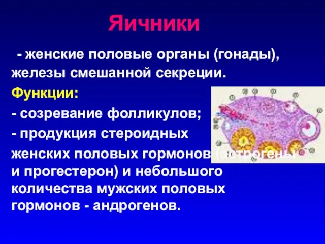 Яичники - женские половые органы (гонады), железы смешанной секреции. Функции: -