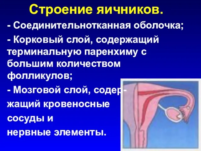 Строение яичников. - Соединительнотканная оболочка; - Корковый слой, содержащий терминальную паренхиму