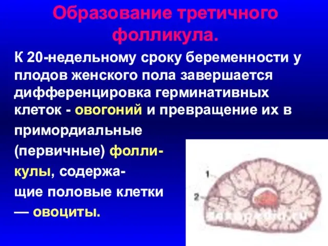 Образование третичного фолликула. К 20-недельному сроку беременности у плодов женского пола