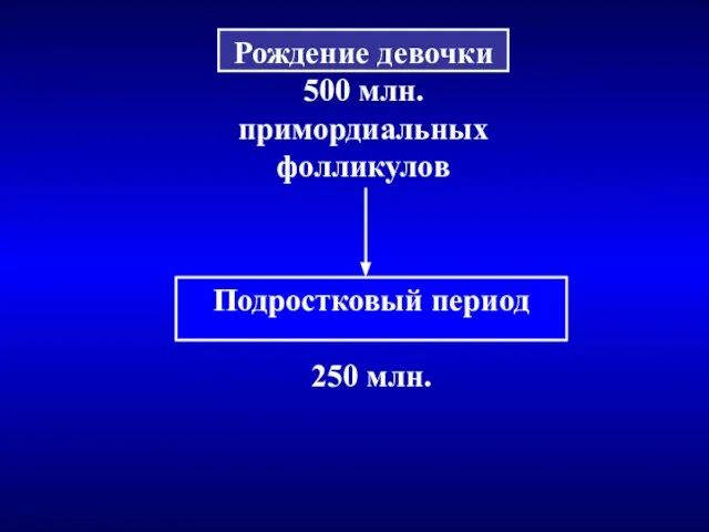 Рождение девочки 500 млн. примордиальных фолликулов Подростковый период 250 млн.