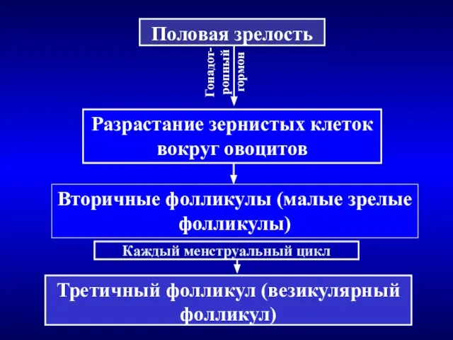 Половая зрелость Разрастание зернистых клеток вокруг овоцитов Вторичные фолликулы (малые зрелые