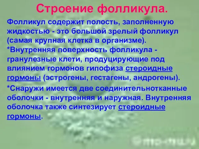 Строение фолликула. Фолликул содержит полость, заполненную жидкостью - это большой зрелый