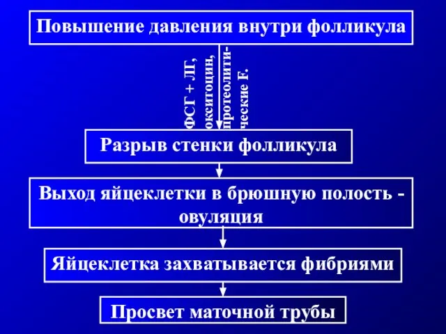 Повышение давления внутри фолликула Разрыв стенки фолликула Выход яйцеклетки в брюшную