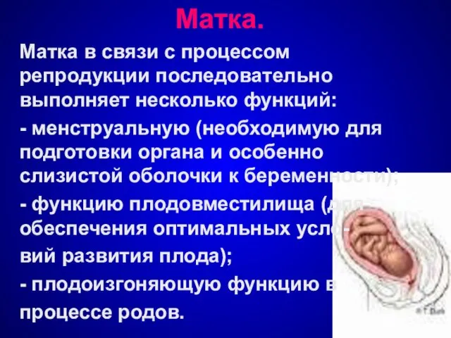 Матка. Матка в связи с процессом репродукции последовательно выполняет несколько функций: