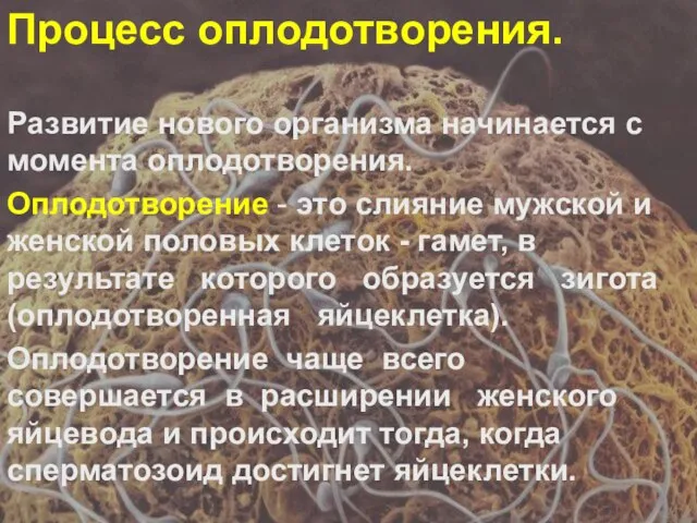 Процесс оплодотворения. Развитие нового организма начинается с момента оплодотворения. Оплодотворение -