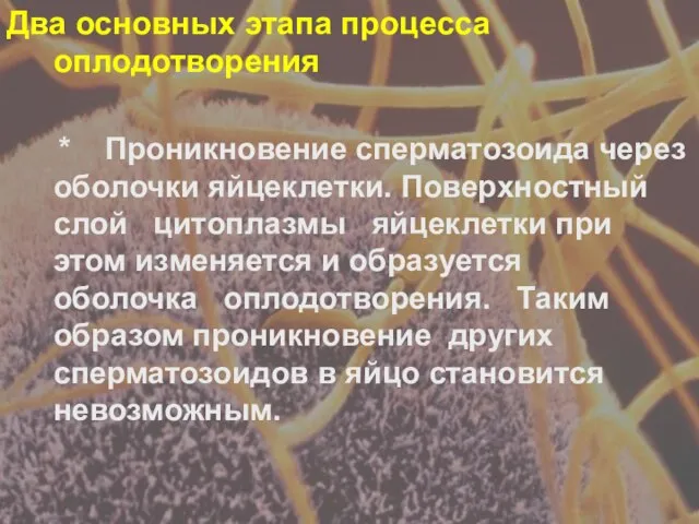 Два основных этапа процесса оплодотворения * Проникновение сперматозоида через оболочки яйцеклетки.