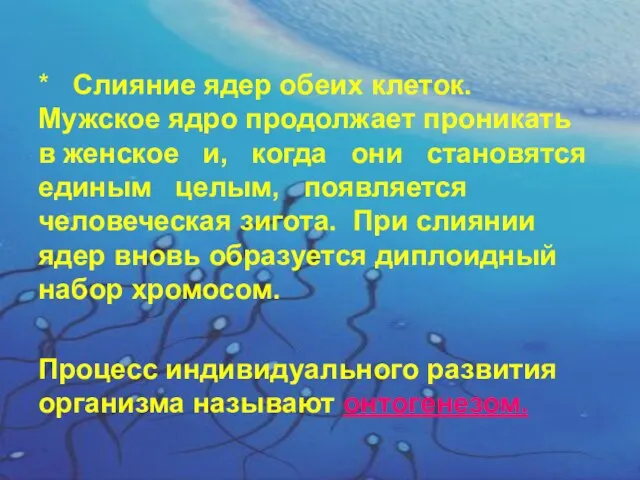 * Слияние ядер обеих клеток. Мужское ядро продолжает проникать в женское