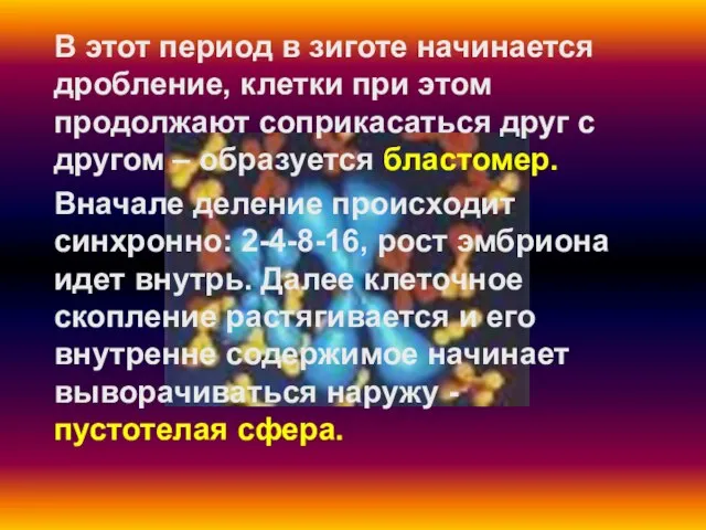 В этот период в зиготе начинается дробление, клетки при этом продолжают