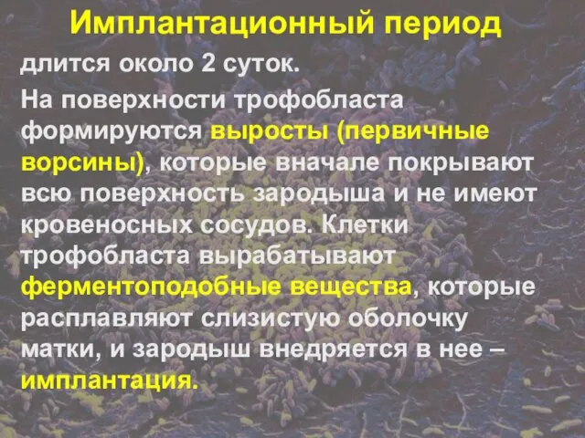 Имплантационный период длится около 2 суток. На поверхности трофобласта формируются выросты