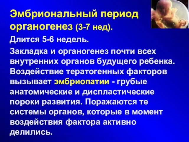 Эмбриональный период или органогенез (3-7 нед). Длится 5-6 недель. Закладка и