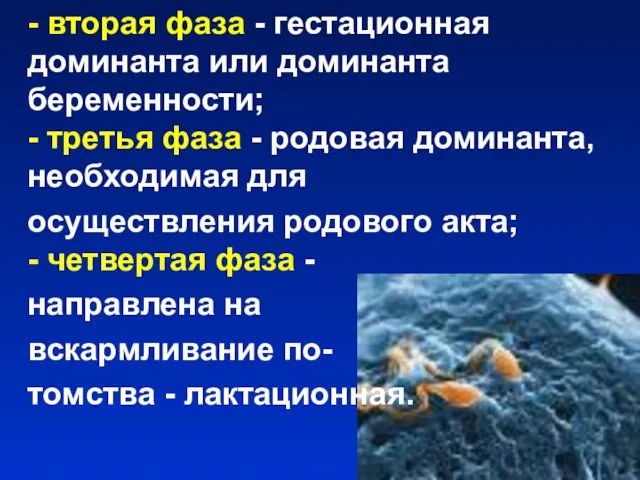 - вторая фаза - гестационная доминанта или доминанта беременности; - третья