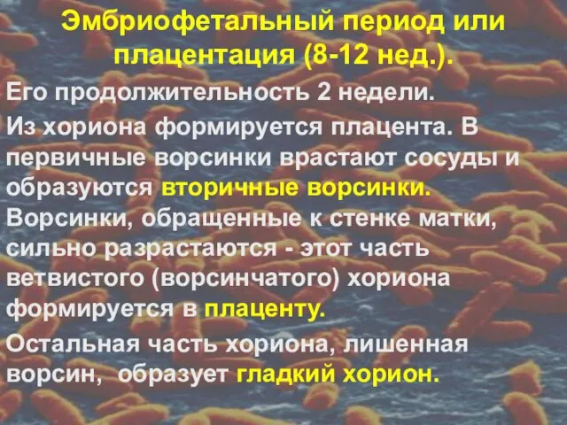 Эмбриофетальный период или плацентация (8-12 нед.). Его продолжительность 2 недели. Из