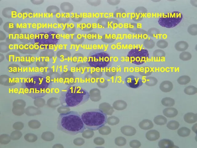 Ворсинки оказываются погруженными в материнскую кровь. Кровь в плаценте течет очень