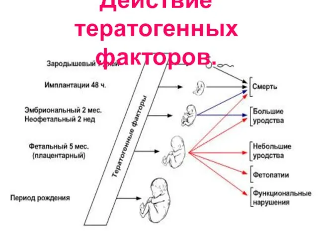 Действие тератогенных факторов.