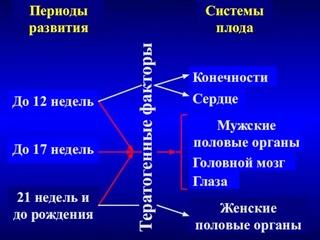 Периоды развития До 12 недель До 17 недель 21 недель и