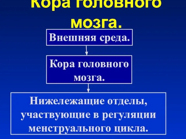 Кора головного мозга. Внешняя среда. Кора головного мозга. Нижележащие отделы, участвующие в регуляции менструального цикла.