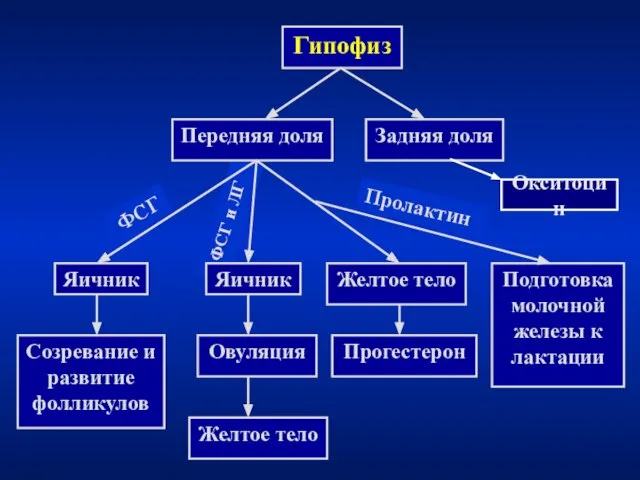 ФСГ и ЛГ Гипофиз Передняя доля Задняя доля Яичник Созревание и