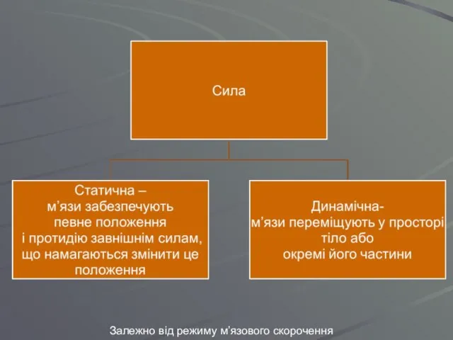 Залежно від режиму м’язового скорочення