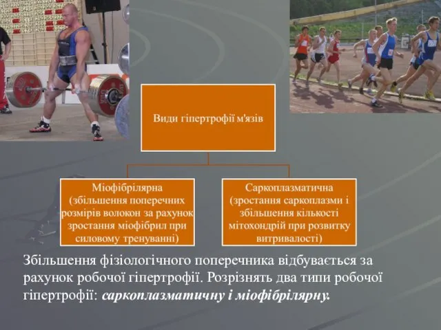 Збільшення фізіологічного поперечника відбувається за рахунок робочої гіпертрофії. Розрізнять два типи робочої гіпертрофії: саркоплазматичну і міофібрілярну.