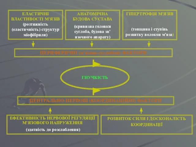 ГНУЧКІСТЬ ПЕРИФЕРИЧНІ (м'язово-суглобові) ФАКТОРИ ЦЕНТРАЛЬНО-НЕРВОВІ (КООРДИНАЦІЙНІ) ФАКТОРИ ЕЛАСТИЧНІ ВЛАСТИВОСТІ М'ЯЗІВ (розтяжність