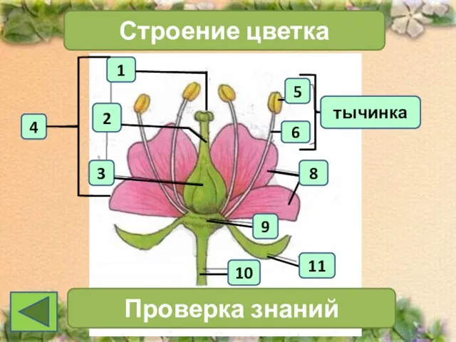 1 4 2 3 Строение цветка тычинка Проверка знаний 11 10 6 5 9 8