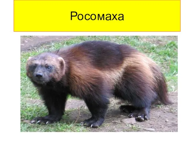 Росомаха