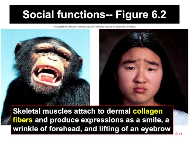 6- Social functions-- Figure 6.2 Skeletal muscles attach to dermal collagen