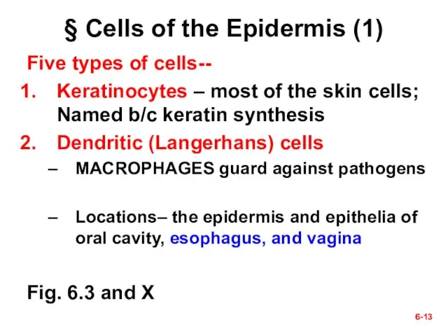 6- 6- § Cells of the Epidermis (1) Five types of