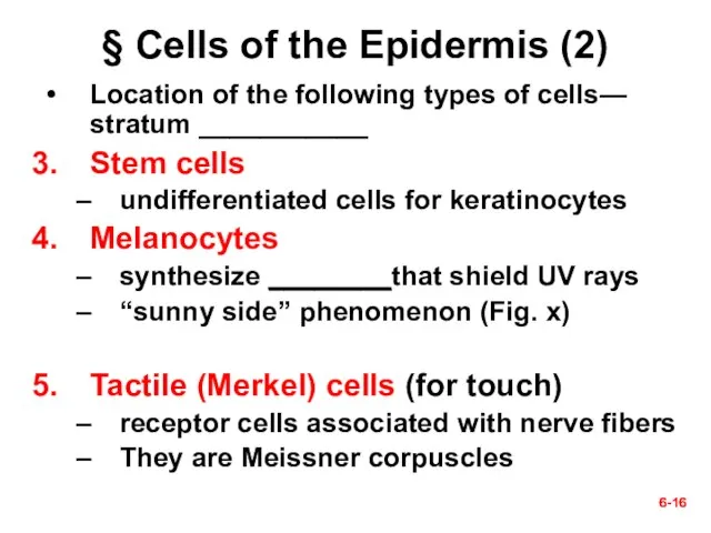 6- 6- § Cells of the Epidermis (2) Location of the