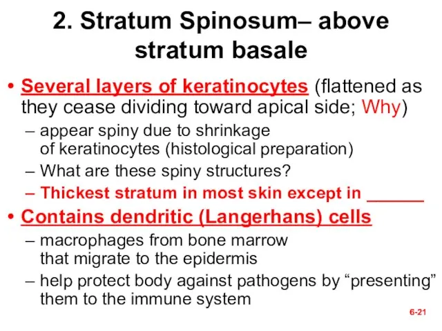 6- 6- 2. Stratum Spinosum– above stratum basale Several layers of