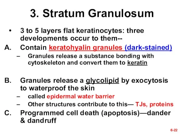 6- 6- 3. Stratum Granulosum 3 to 5 layers flat keratinocytes: