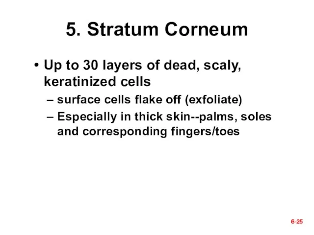 6- 6- 5. Stratum Corneum Up to 30 layers of dead,