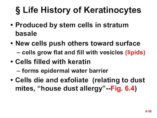 6- 6- § Life History of Keratinocytes Produced by stem cells