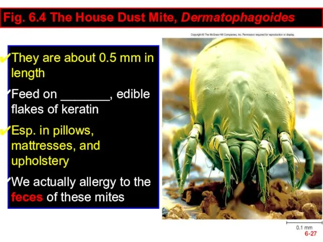 6- Fig. 6.4 The House Dust Mite, Dermatophagoides They are about