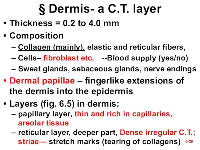 6- 6- § Dermis- a C.T. layer Thickness = 0.2 to