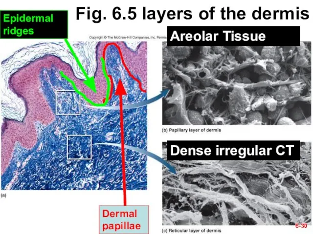 6- Fig. 6.5 layers of the dermis Dermal papillae Epidermal ridges