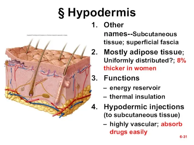 6- 6- § Hypodermis Other names--Subcutaneous tissue; superficial fascia Mostly adipose