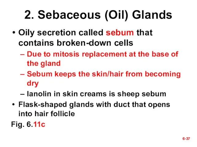 6- 6- 2. Sebaceous (Oil) Glands Oily secretion called sebum that