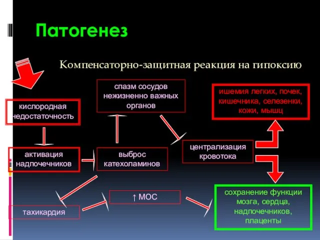 Патогенез кислородная недостаточность активация надпочечников тахикардия ↑ МОС спазм сосудов нежизненно