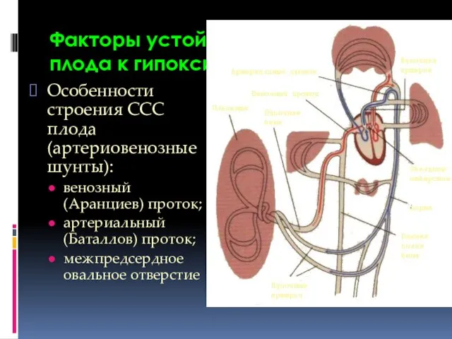 Факторы устойчивости плода к гипоксии Особенности строения ССС плода (артериовенозные шунты):