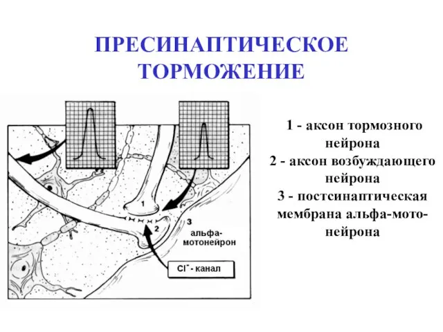 ПРЕСИНАПТИЧЕСКОЕ ТОРМОЖЕНИЕ 1 - аксон тормозного нейрона 2 - аксон возбуждающего