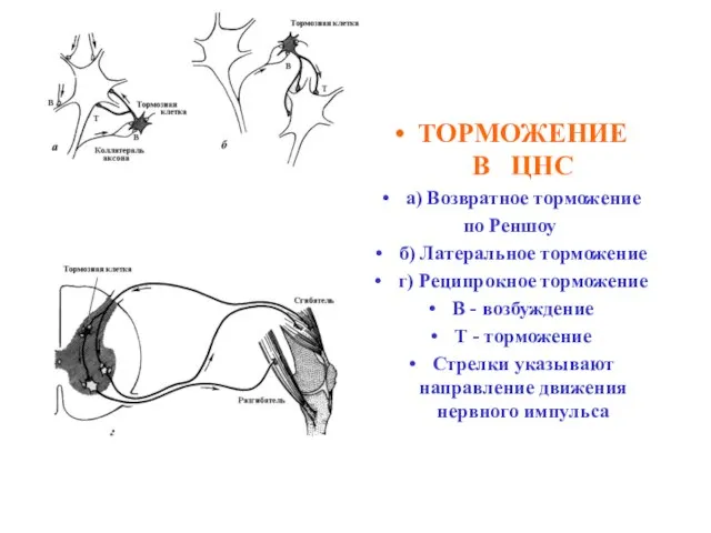 ТОРМОЖЕНИЕ В ЦНС а) Возвратное торможение по Реншоу б) Латеральное торможение